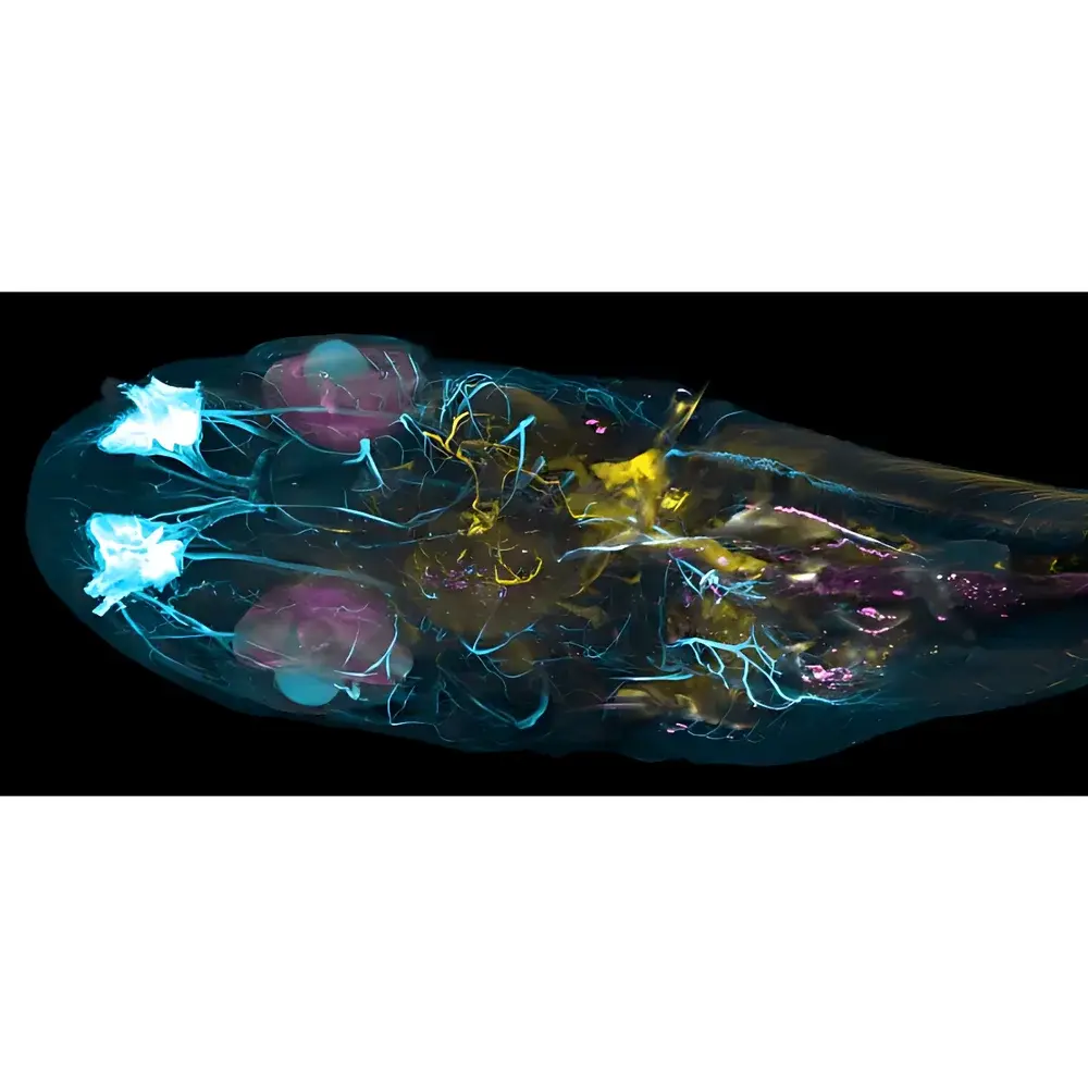 Oxford Instruments Imaris 10.2 Microscopic Image Analysis Software