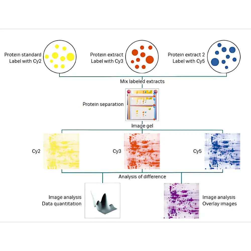 Cytiva Ettan 2D DIGE Fluorescent Differential In-Gel Electrophoresis System