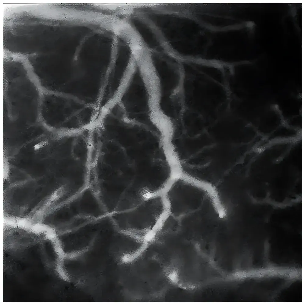 SOPTOP NIR-II-MS Small Animal In Vivo Imaging System