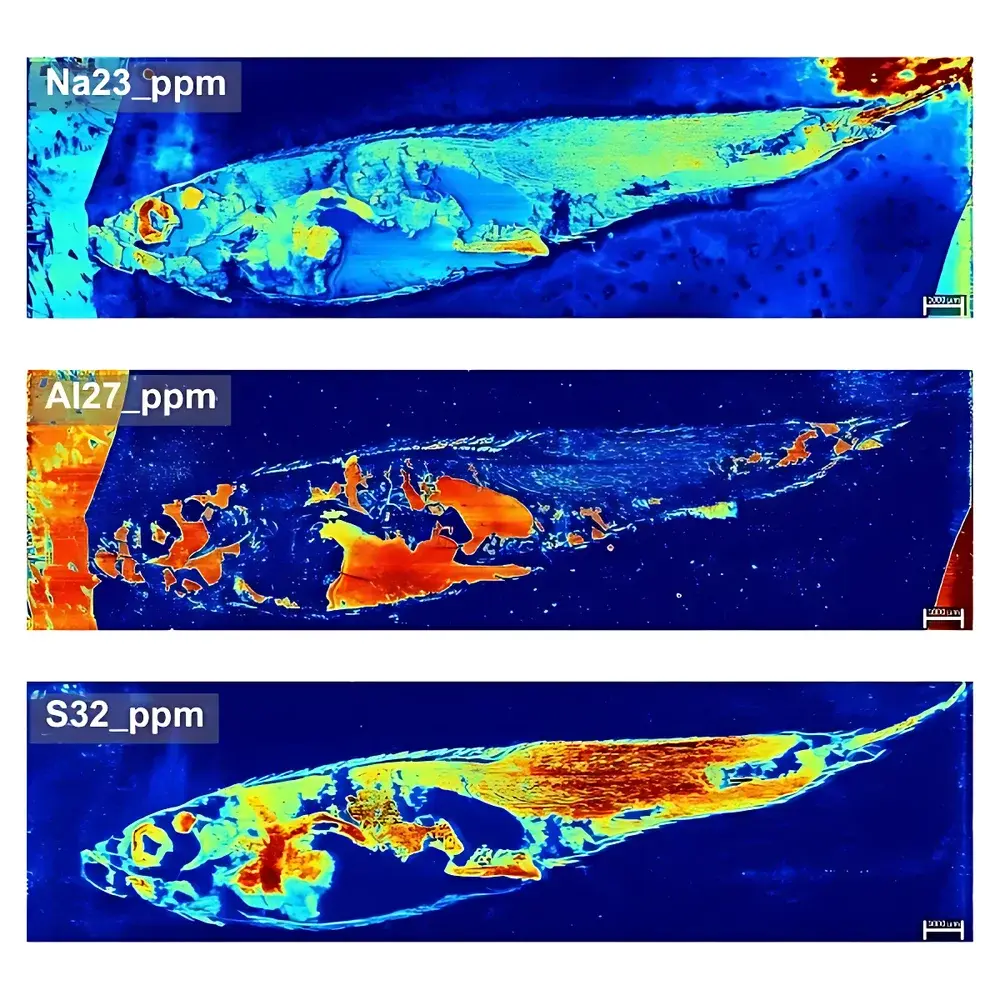 LA-ICP-MS Imaging Service for Biological Samples
