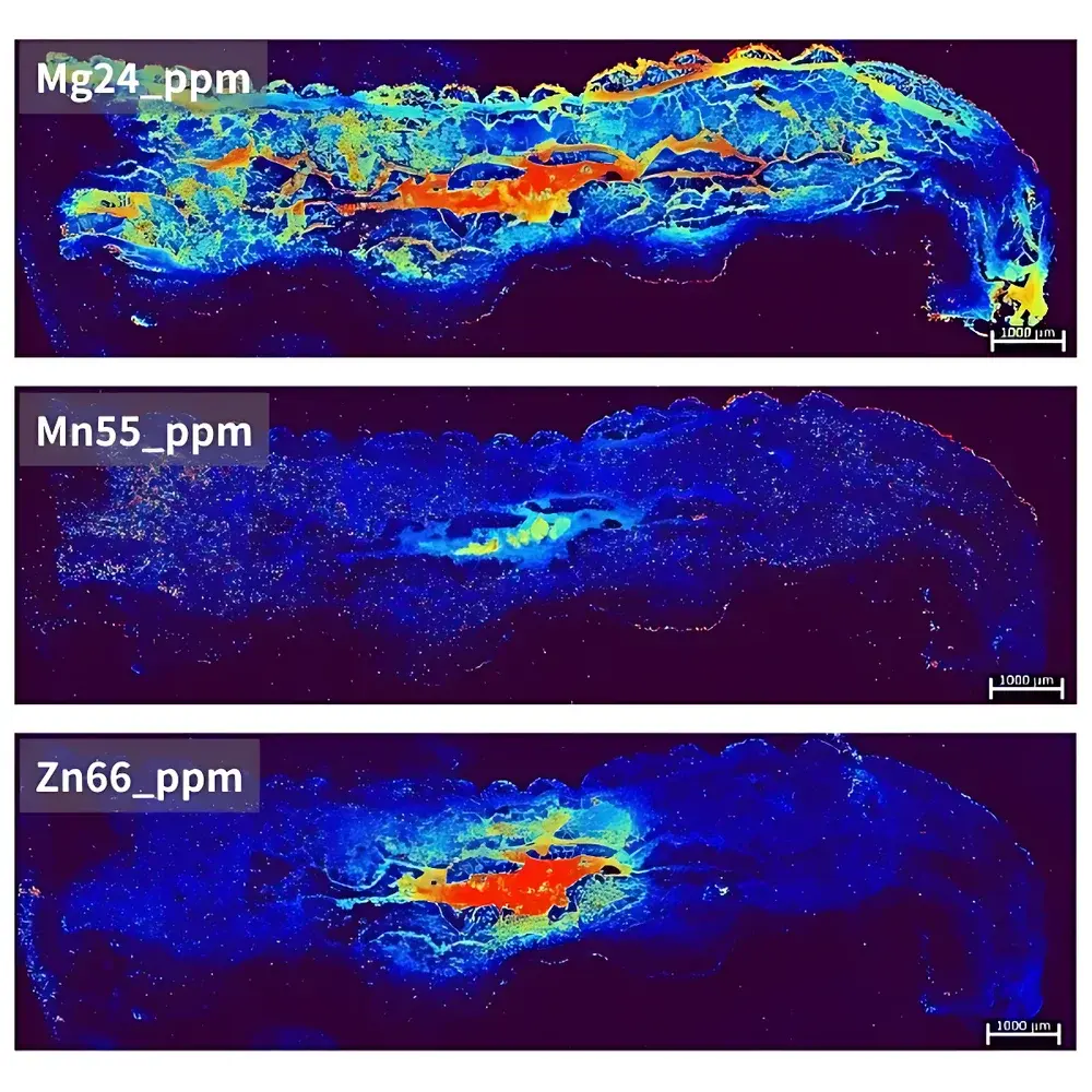 LA-ICP-TOFMS Bioimaging Service