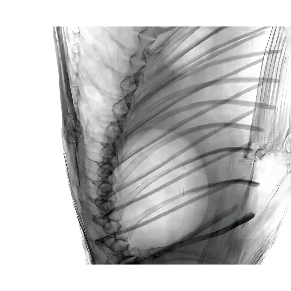 AoLong aolong Lab-Specific In Vivo Micro-CT Imaging System