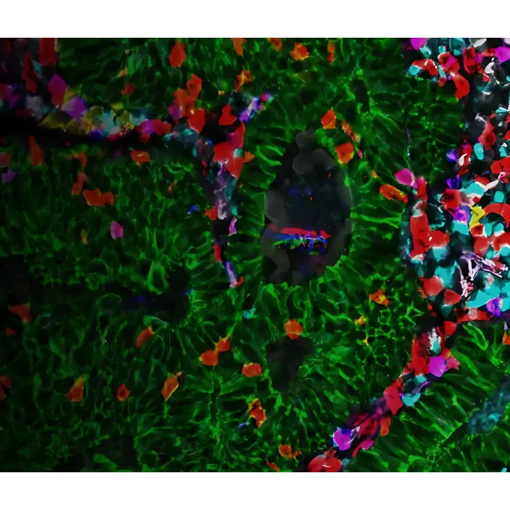 Leica Cell DIVE Ultra-Multiplex Tissue Imaging & Spatial Biomarker Analysis System