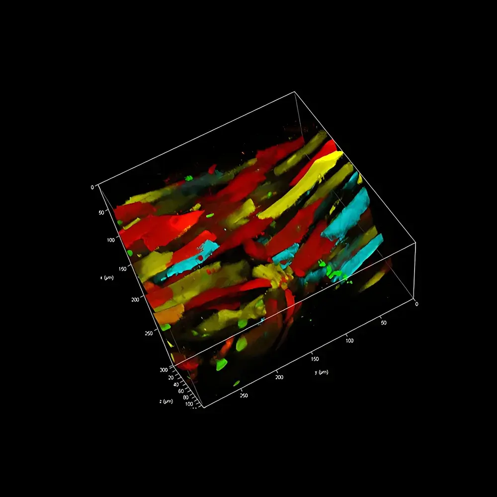 Leica STELLARIS 8 DIVE Spectral Multiphoton Microscope