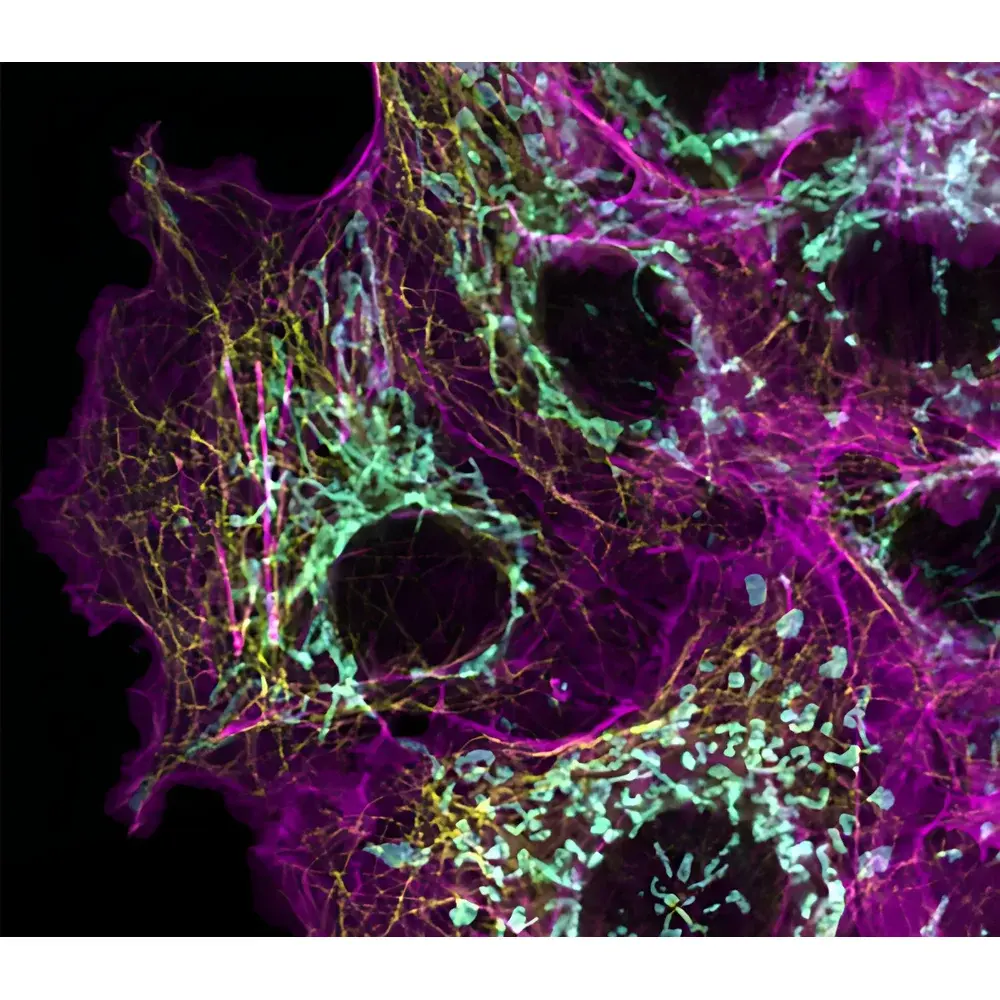 Leica STELLARIS Confocal Microscopy Platform