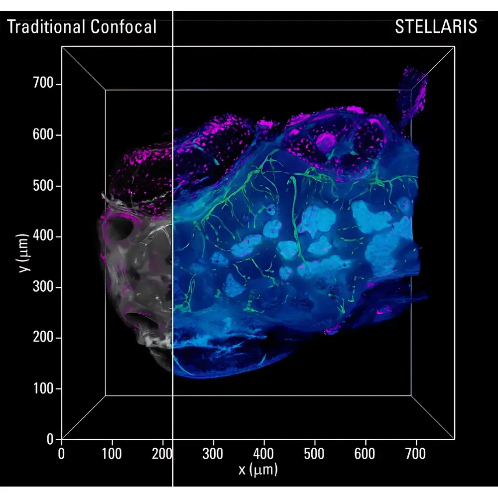 Leica STELLARIS Confocal Microscopy Platform