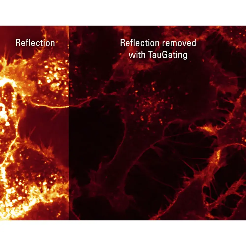 Leica STELLARIS Confocal Microscopy Platform