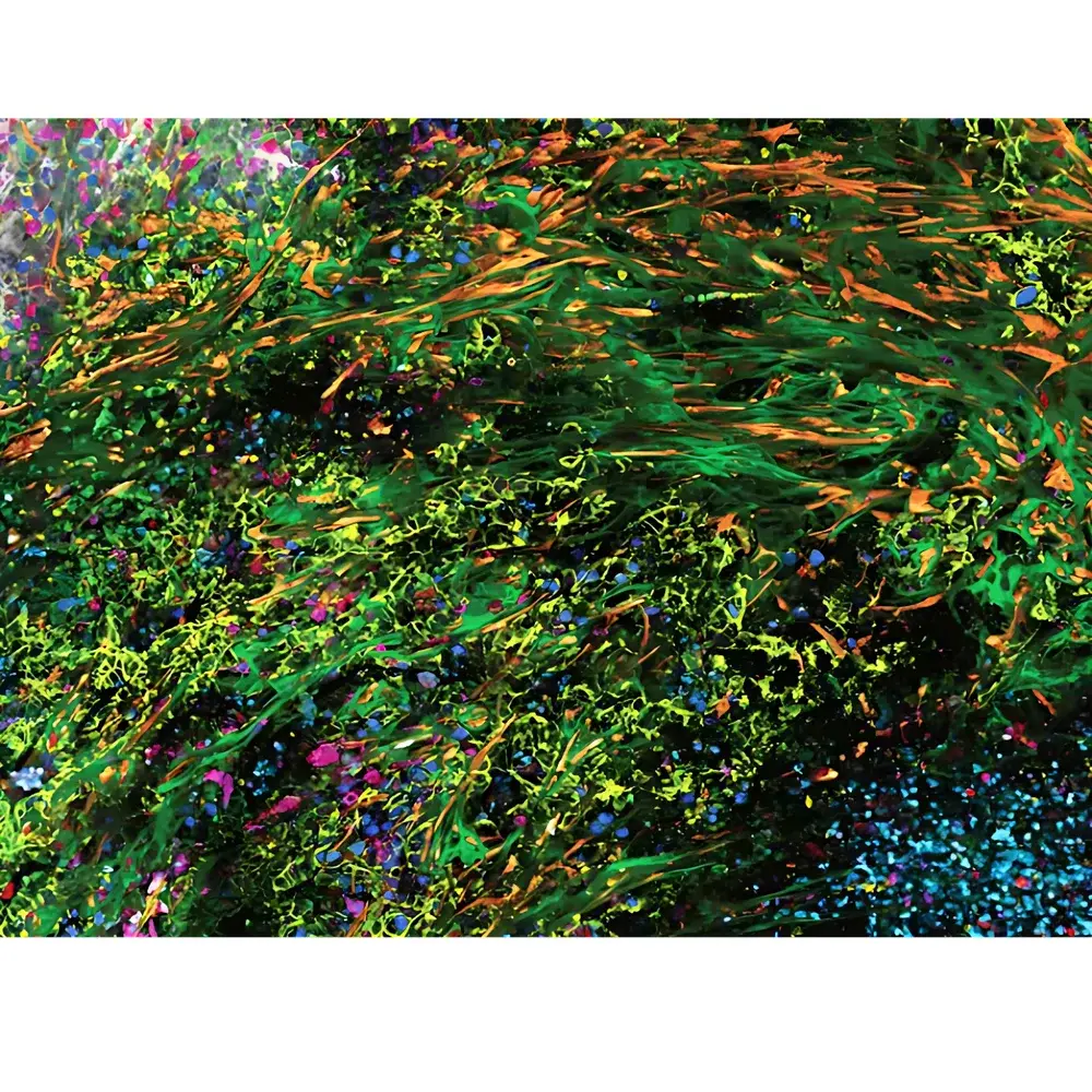 Leica STELLARIS SpectraPlex Confocal Microscope