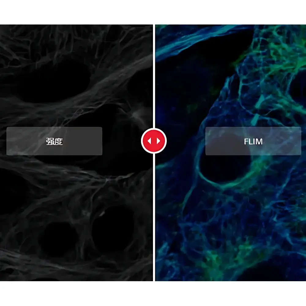 Leica STELLARIS 8 FALCON Fast Lifetime Contrast Confocal Microscope
