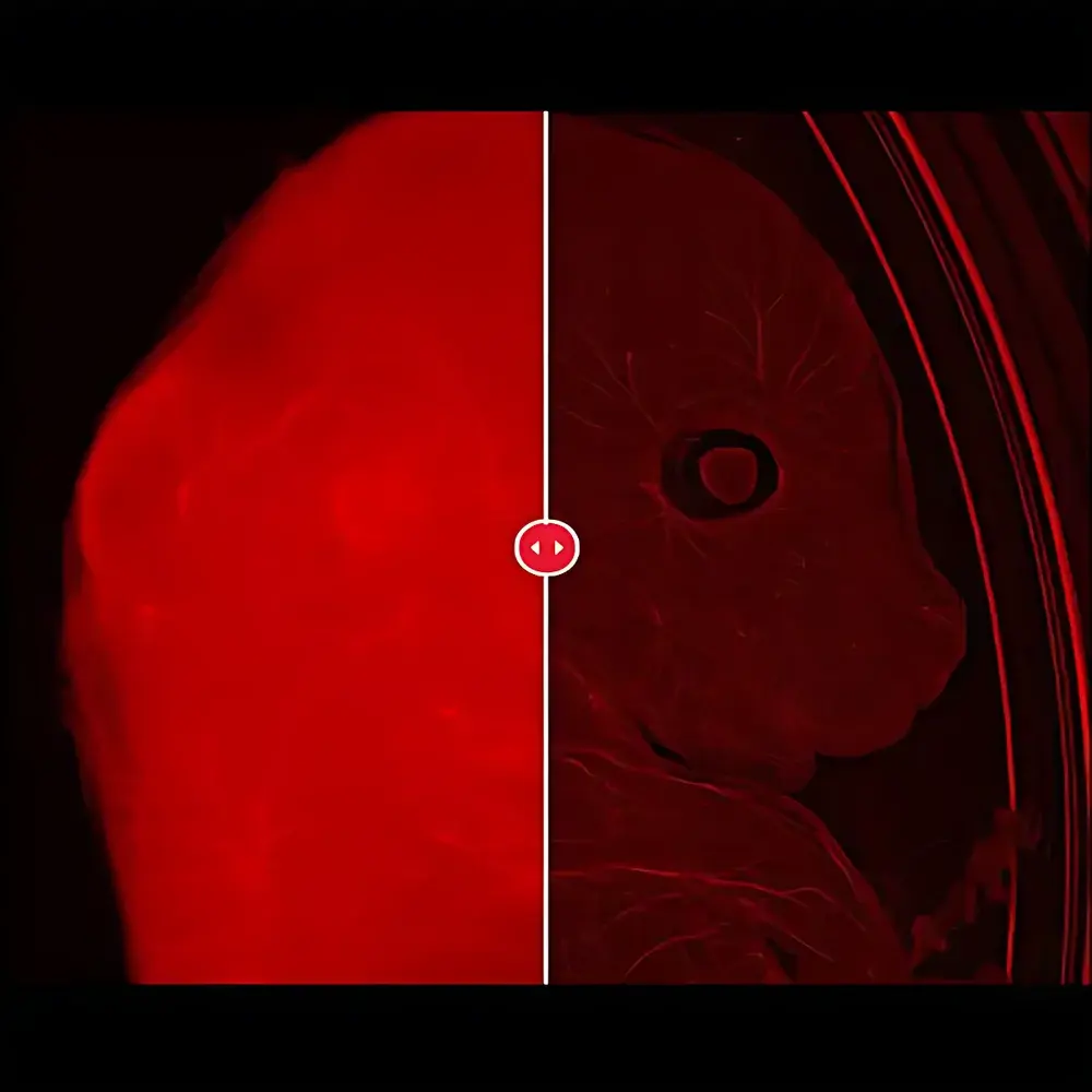 Leica THUNDER Imager Model Organism Automated Macro Fluorescence Microscopy System