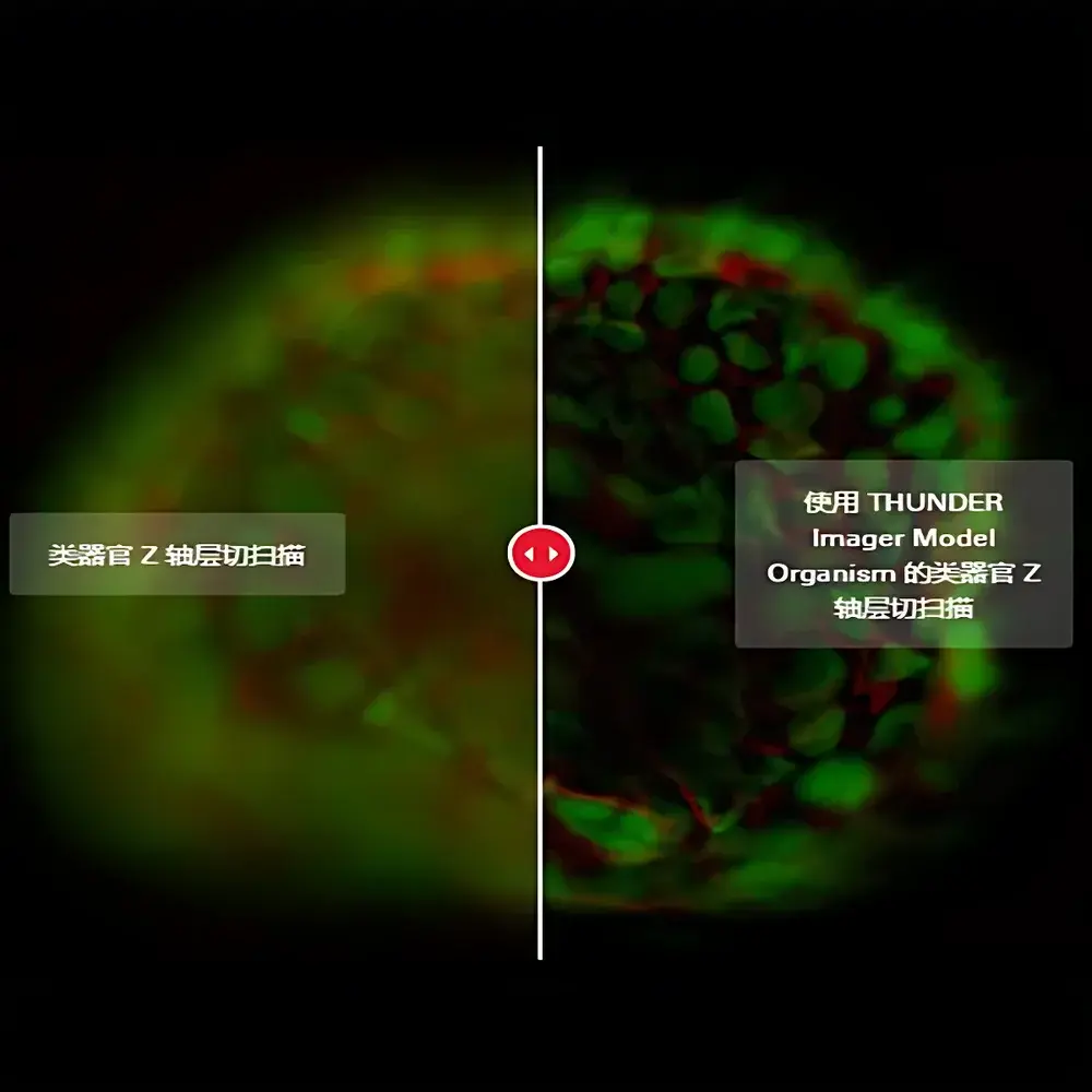 Leica THUNDER Imager Model Organism Automated Macro Fluorescence Microscopy System