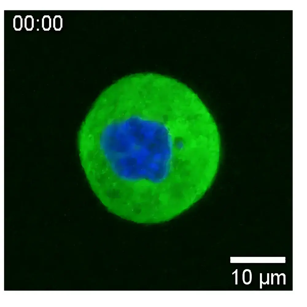 Impetux SENSOCELL Calibration-Free Biological Optical Tweezers
