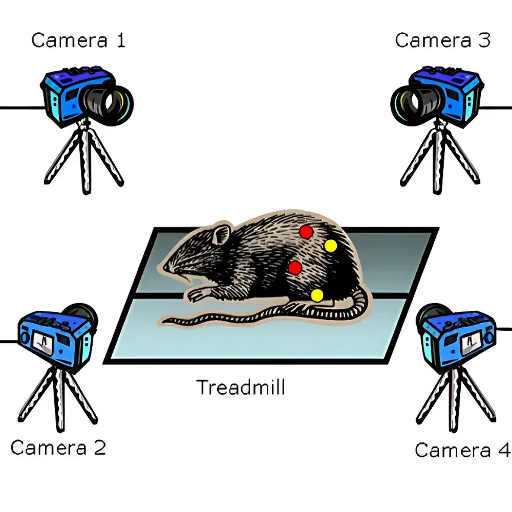 Kissei Kinema Tracer 3D Animal Gait Analysis System