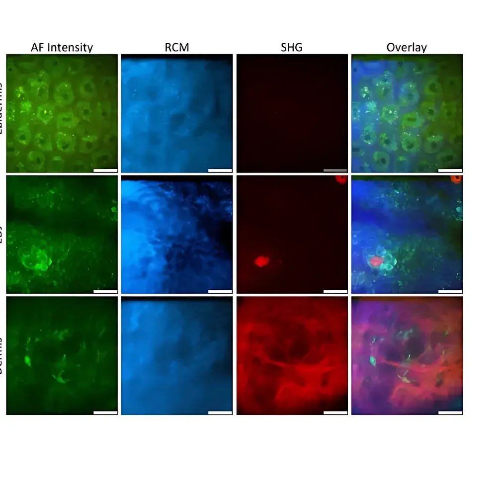JenLab MPTcompact Compact In Vivo Multiphoton Tomography System