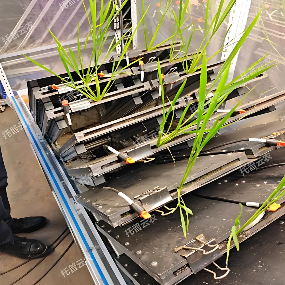 Top Cloud-agri TPN-GXY-GH High-Throughput Root Phenotyping System (Rhizobox-Based)