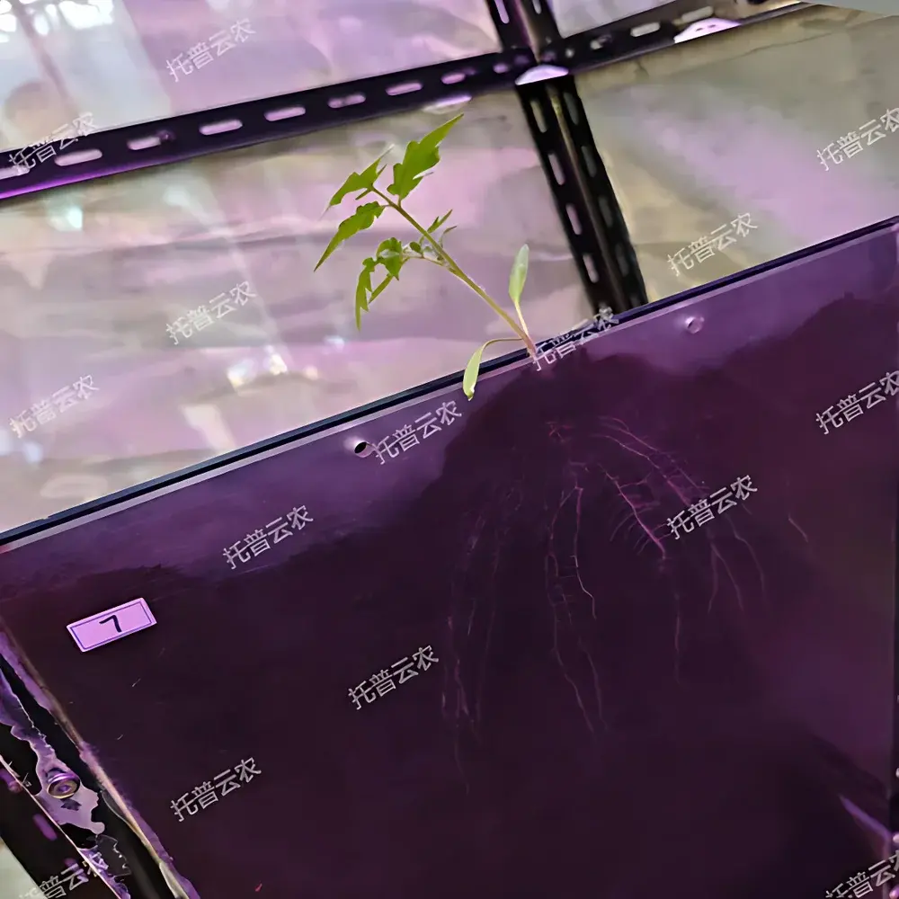 Top Cloud-agri TPN-GXY-GH High-Throughput Root Phenotyping System (Rhizobox-Based)