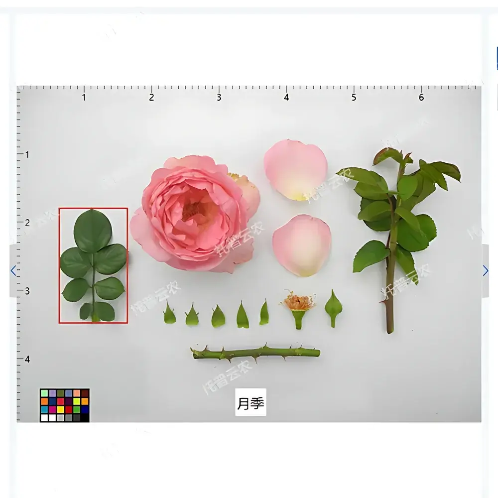 Top Cloud-agri TP-PhenoMS-VL2 Portable Visible-Light Plant Phenotyping System