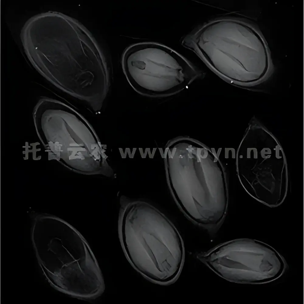 Top Cloud-agri HY-1180 Ultra-High-Resolution Seed X-ray Imaging System