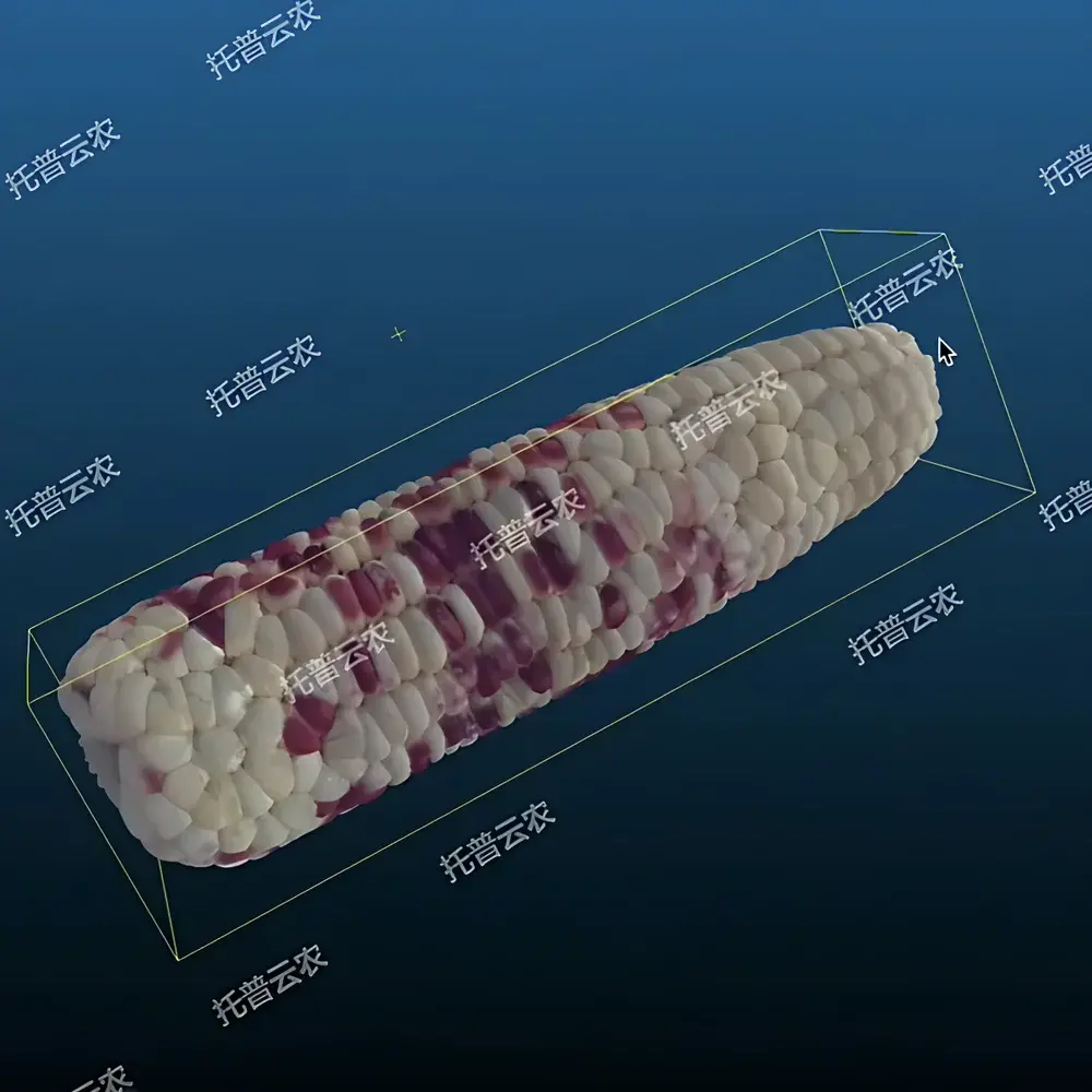 Top Cloud-agri TP-XT3D-GY High-Throughput Maize Ear Phenotyping & Seed Trait Analysis System