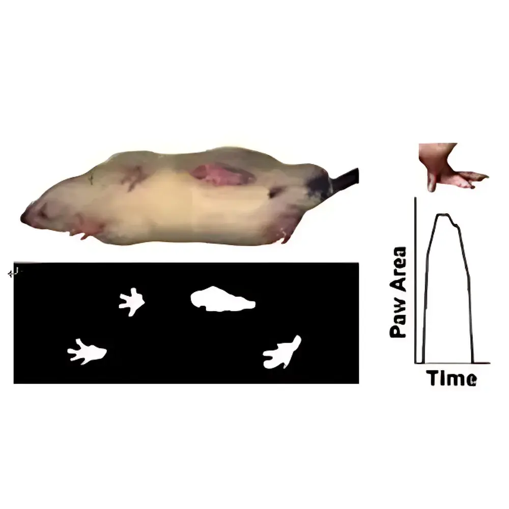 Mouse Specifics DigiGiat Automated Gait Analysis System