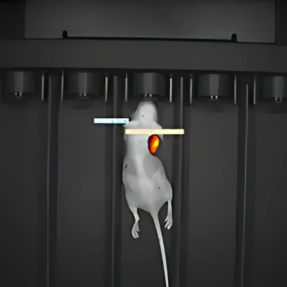RWD MOIS HT Small Animal In Vivo Optical Imaging System
