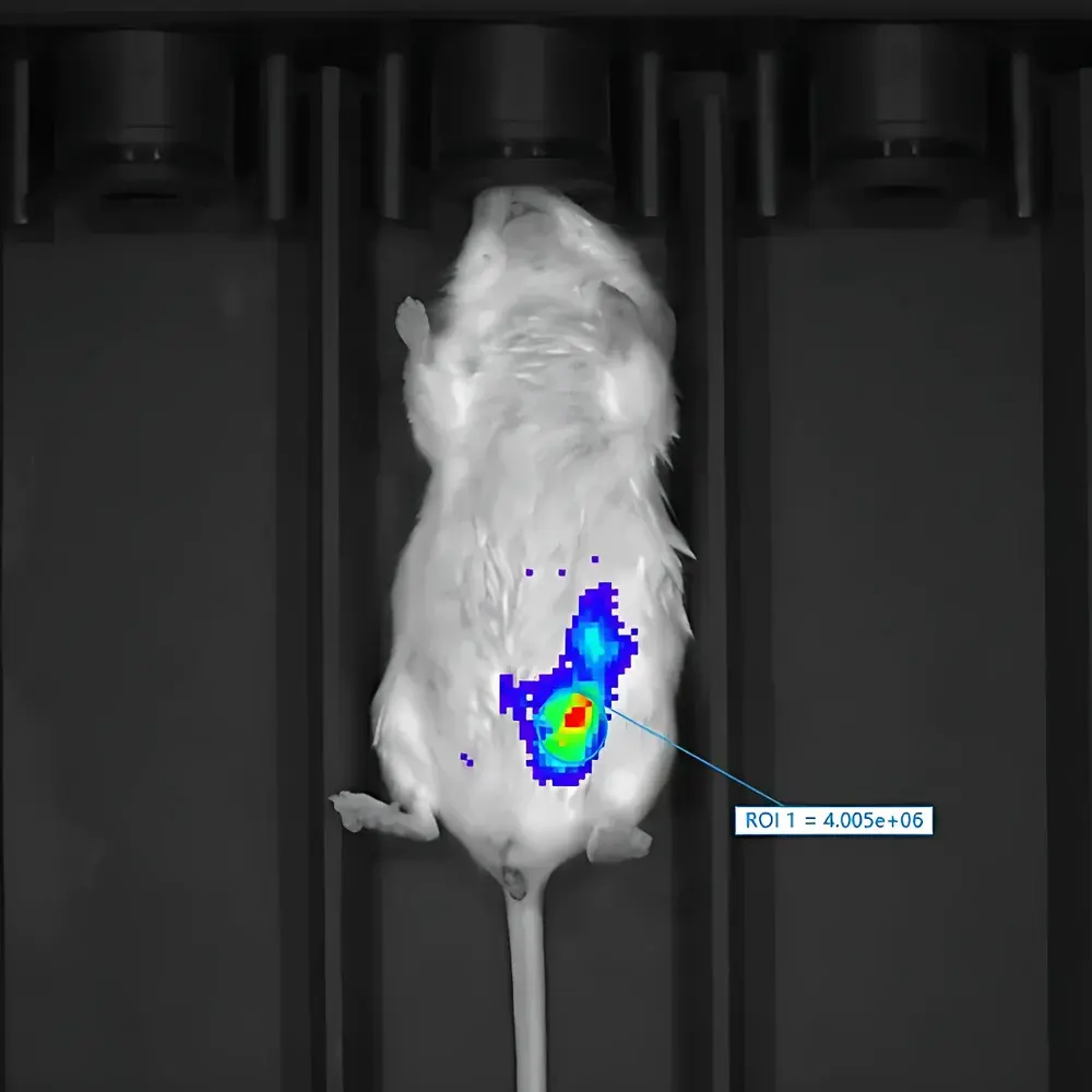 RWD MOIS HT Small Animal In Vivo Optical Imaging System