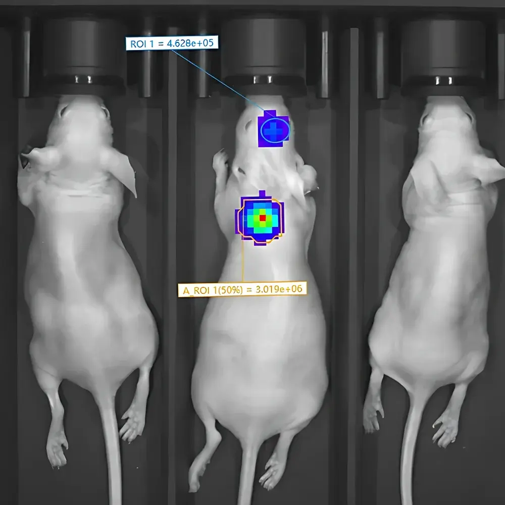 RWD MOIS HT Small Animal In Vivo Optical Imaging System