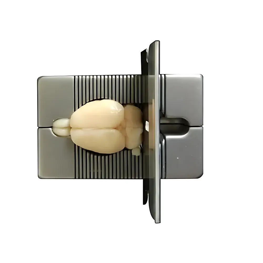 RWD 68707 Stainless Steel Mouse and Juvenile Rat Brain Matrix (Coronal, 1 mm Thickness)