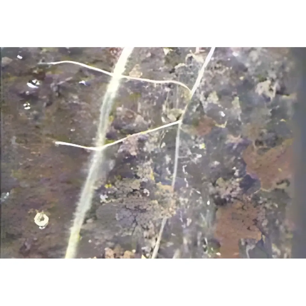 EcoTech SoilTron-Rhizo Rhizosphere Ecological Observational Lysimeter