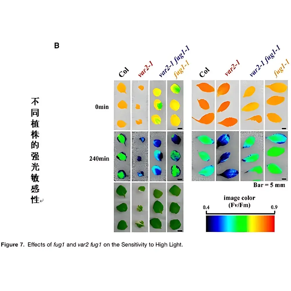 FluorCam Open-Field Chlorophyll Fluorescence Imaging System by PSI
