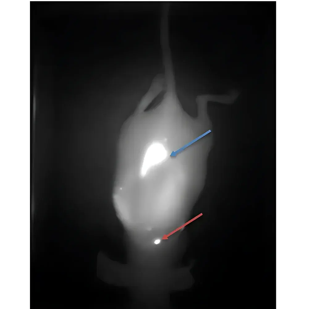 IR VIVO NIR-II Multispectral In Vivo Imaging System