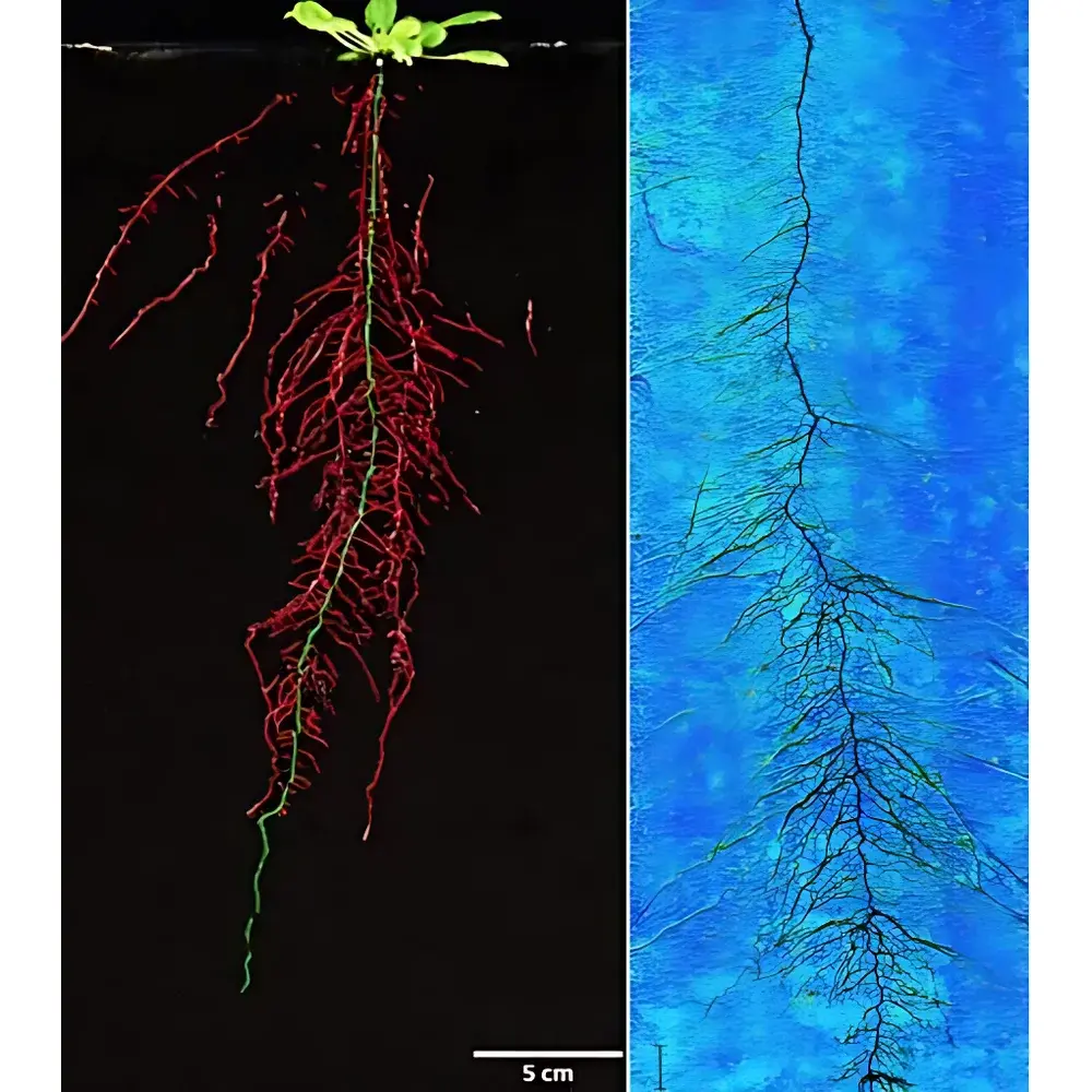 RhizoTron® Rhizosphere Phenotyping System