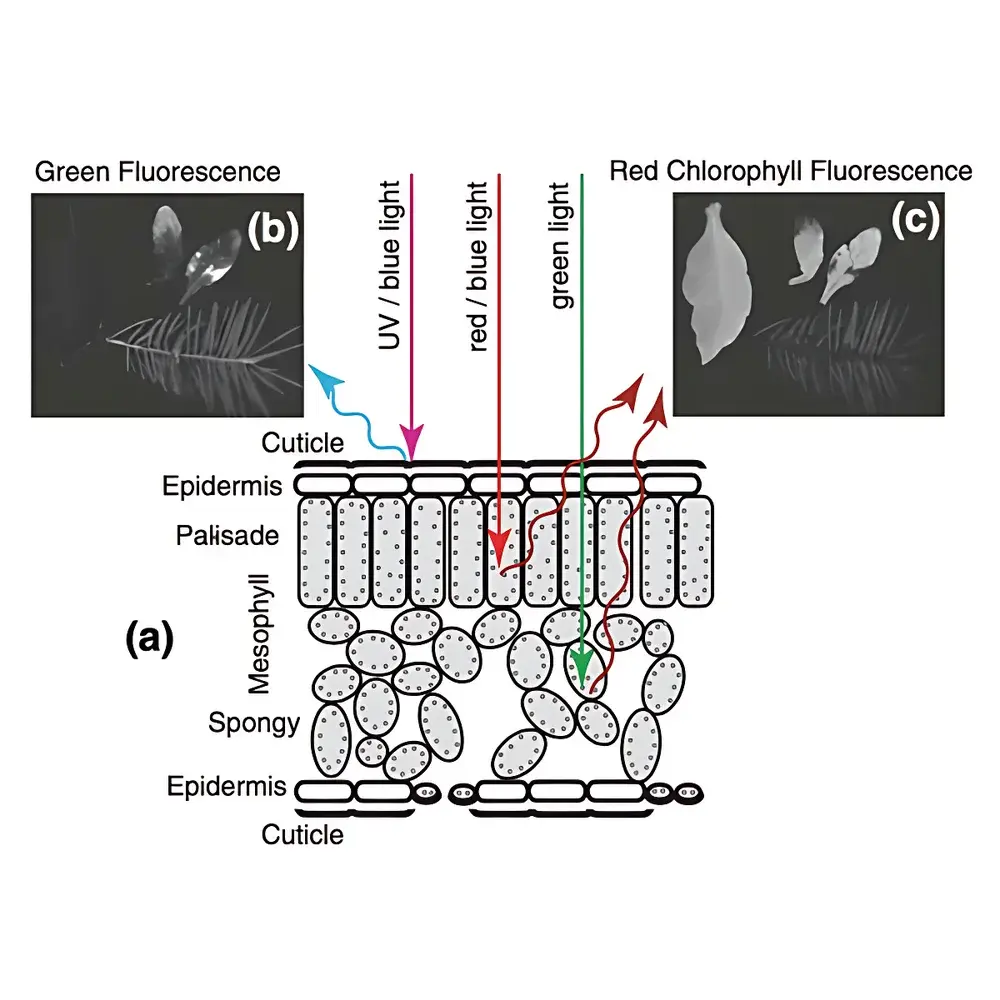 PSI FluorCam Large-Scale Plant Chlorophyll Fluorescence and Multispectral Imaging Platform