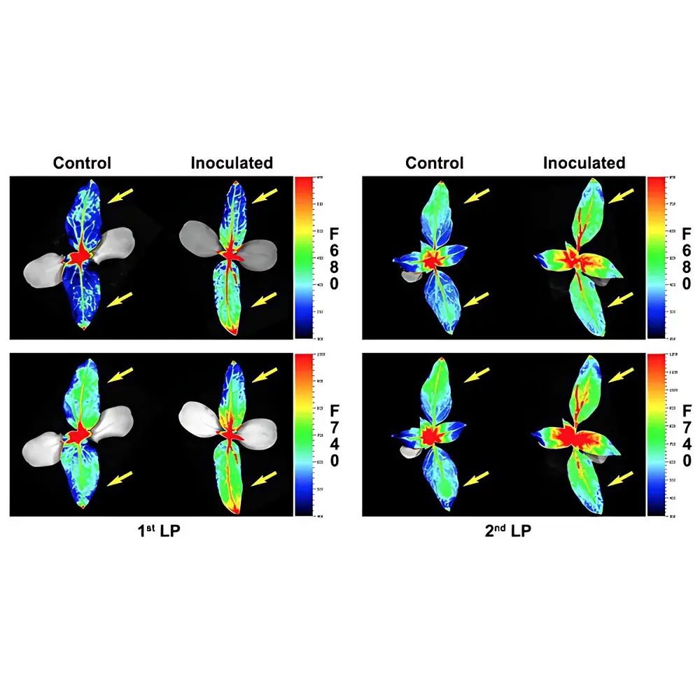 PSI FluorCam Large-Scale Plant Chlorophyll Fluorescence and Multispectral Imaging Platform