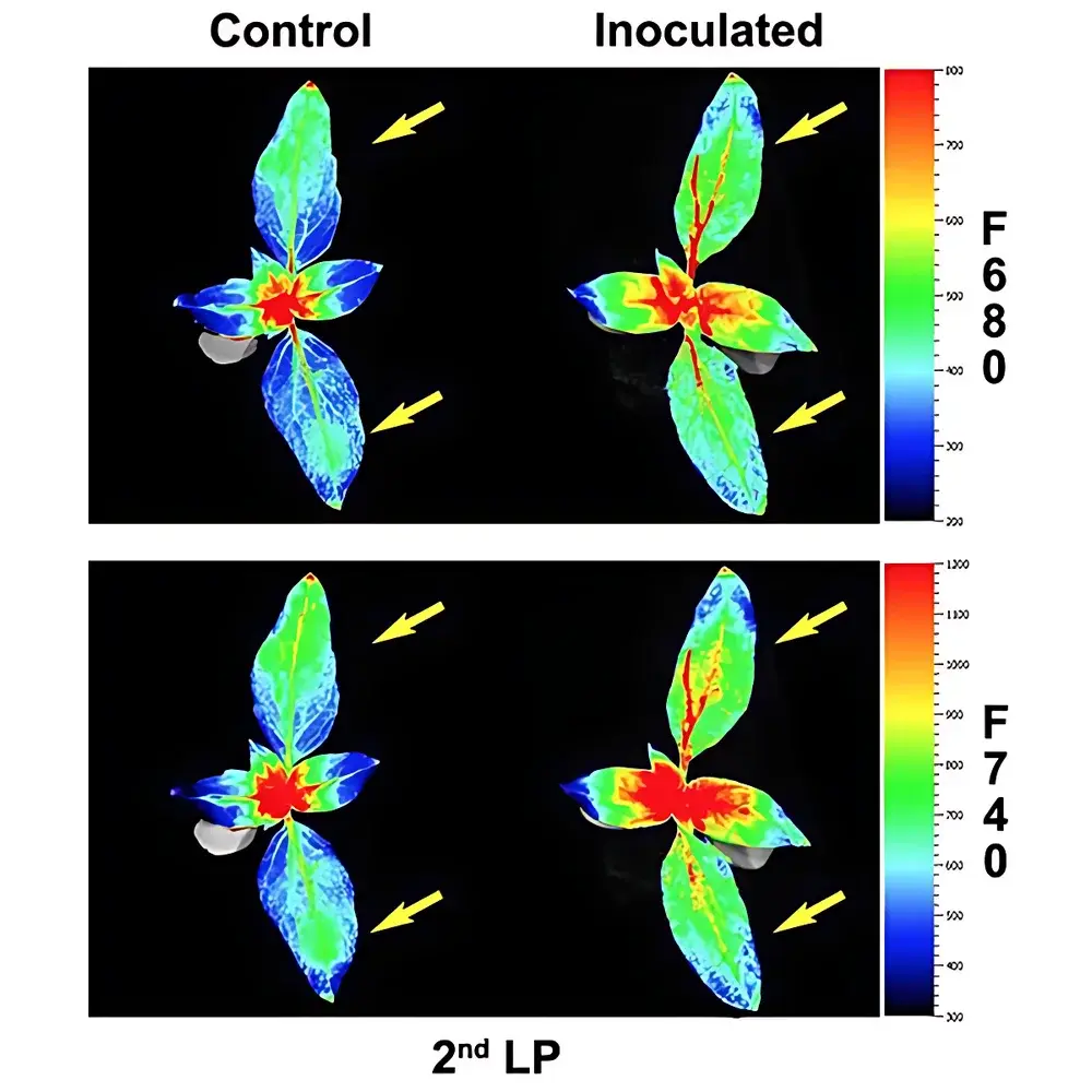 PSI FluorCam-MultiSpectral Modular Plant Phenotyping Imaging System