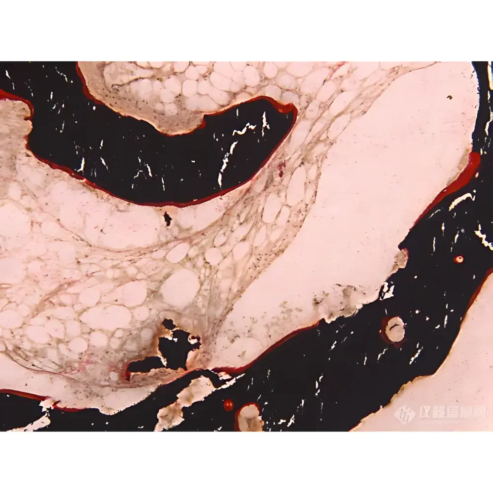 Lei-Tech LK-83 Professional Biological Microscope