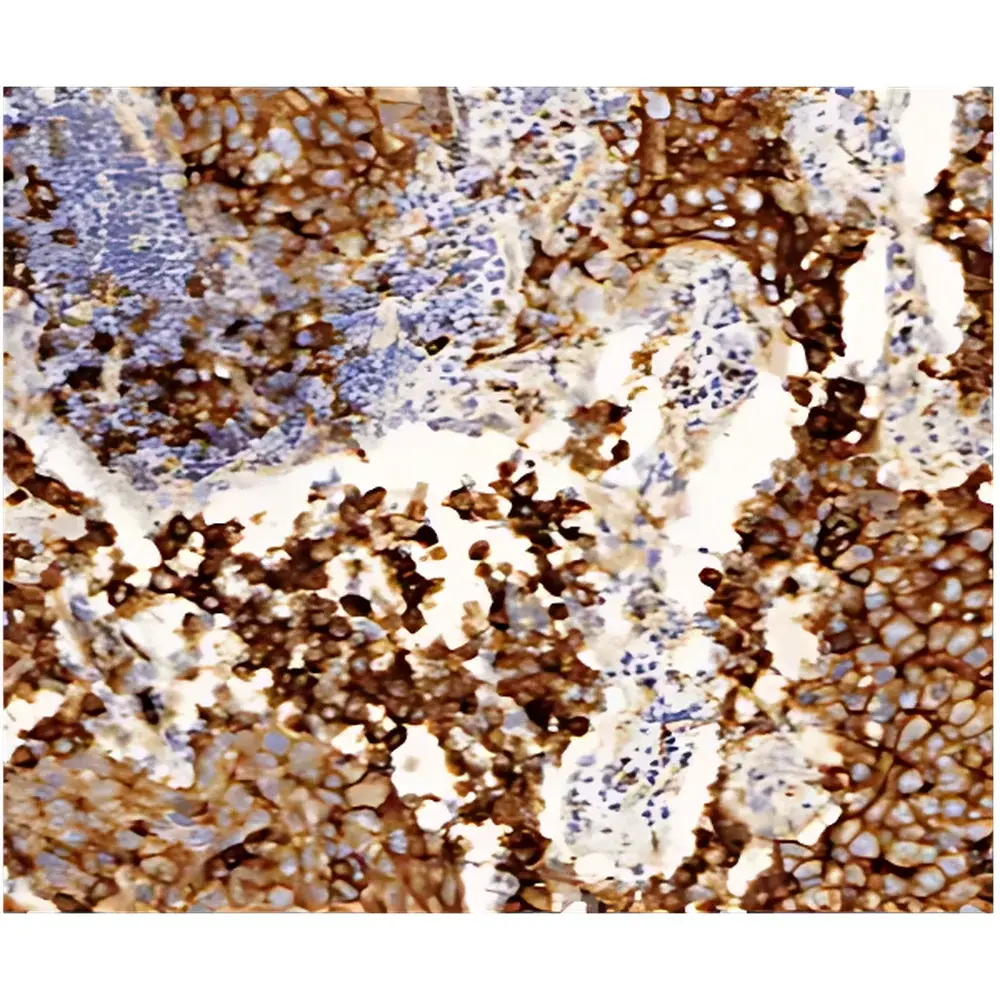 LEI-TECH LK-XWSMY Whole-Slide Digital Pathology Scanner