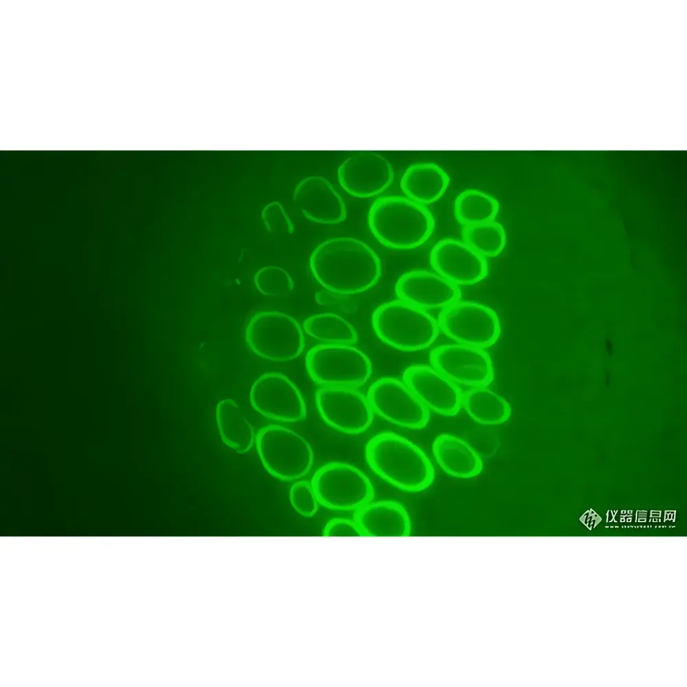 Lei-Tech LK-63 Research-Grade Upright Biological Microscope