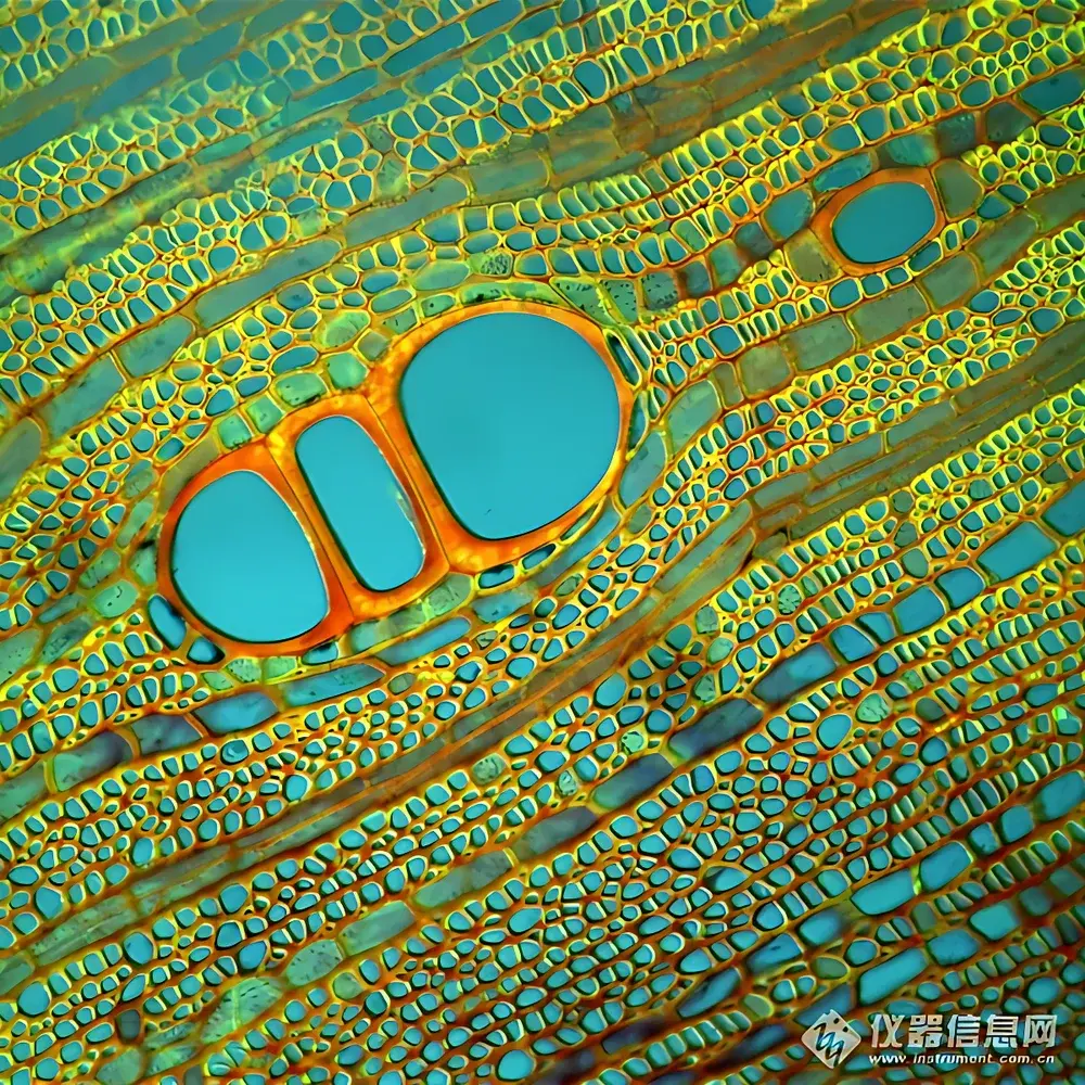 Lei-Tech LK-63 Research-Grade Upright Biological Microscope