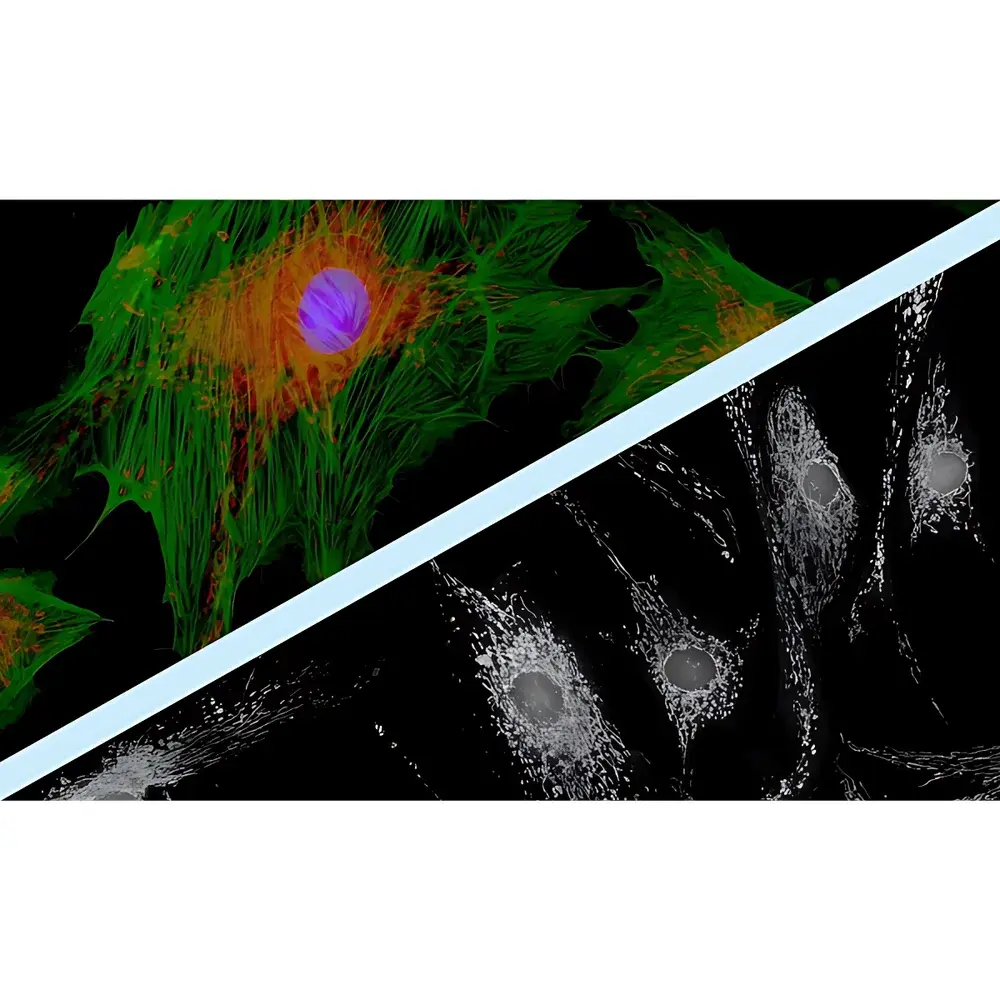 Lei-Tech LK-CAM2YG Dual-Sensor Fluorescence Microscopy Camera