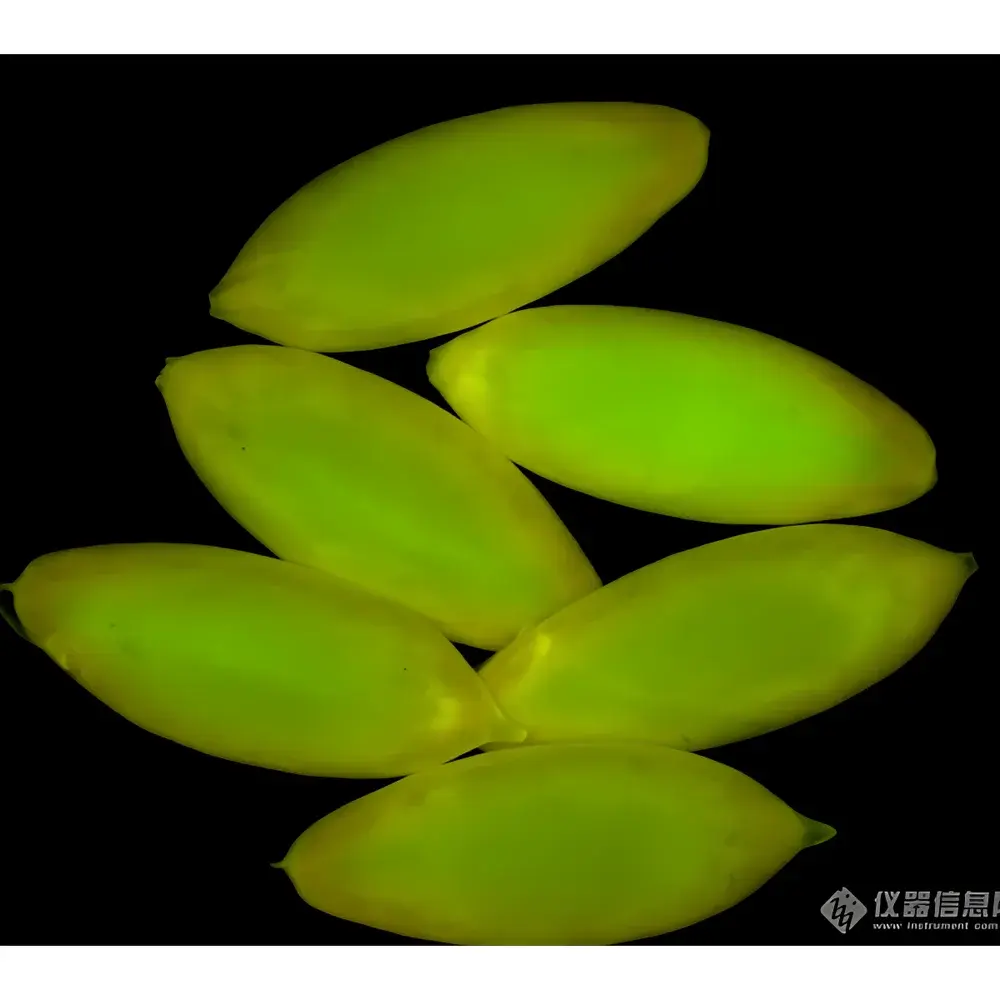 Lei-Tech LK-TSBM In Vivo Fluorescence Stereo Microscope
