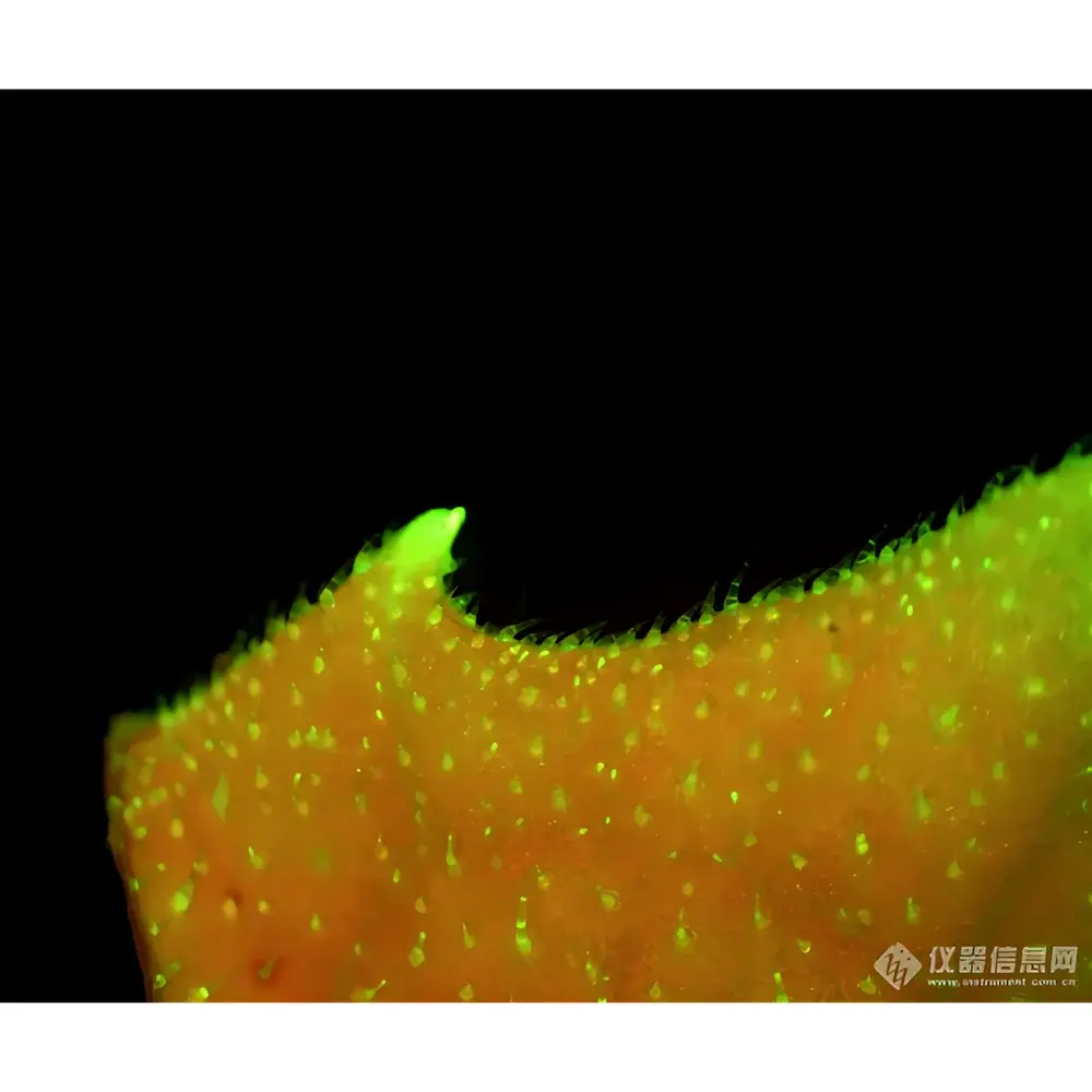 Lei-Tech LK-TSBM In Vivo Fluorescence Stereo Microscope