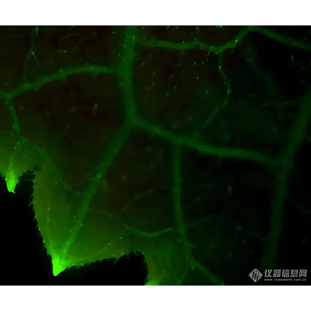 Lei-Tech LK-TSBM In Vivo Fluorescence Stereo Microscope