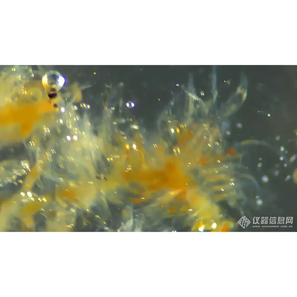 Lei-Tech LK-TSBM In Vivo Fluorescence Stereo Microscope