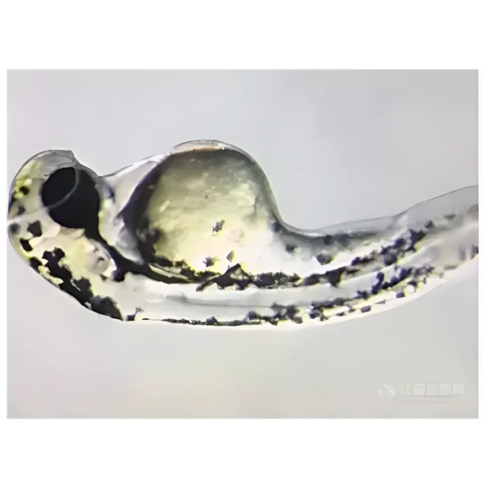 LEI-TECH LK-TS12-TRF Research-Grade Stereo Microscope
