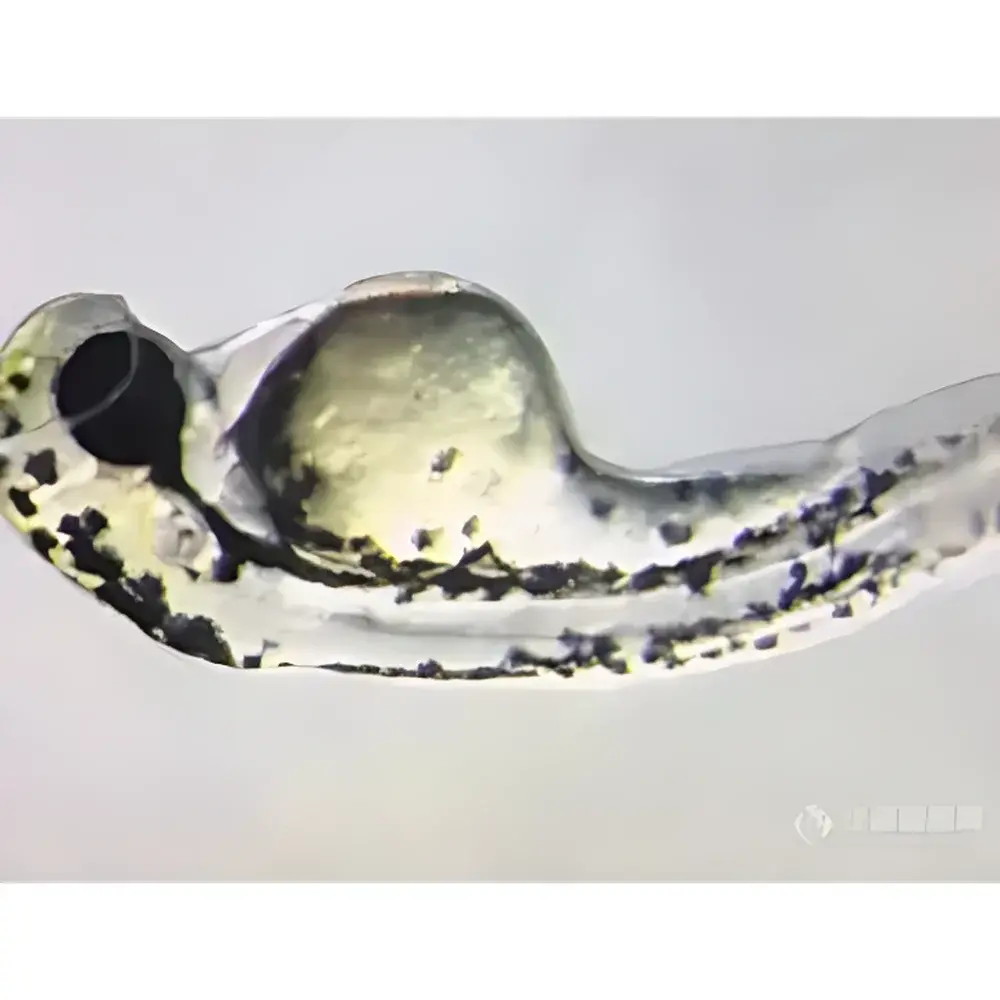 Lei-Tech LK-XZTS-71 Zebrafish Observation Stereo Microscope