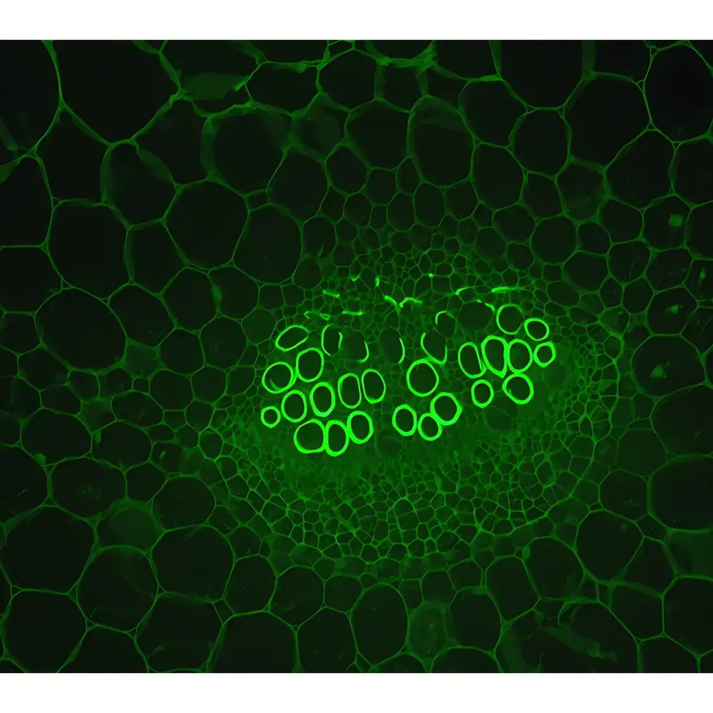 Lei-Tech LK-53 Research-Grade Upright Biological Fluorescence Microscope
