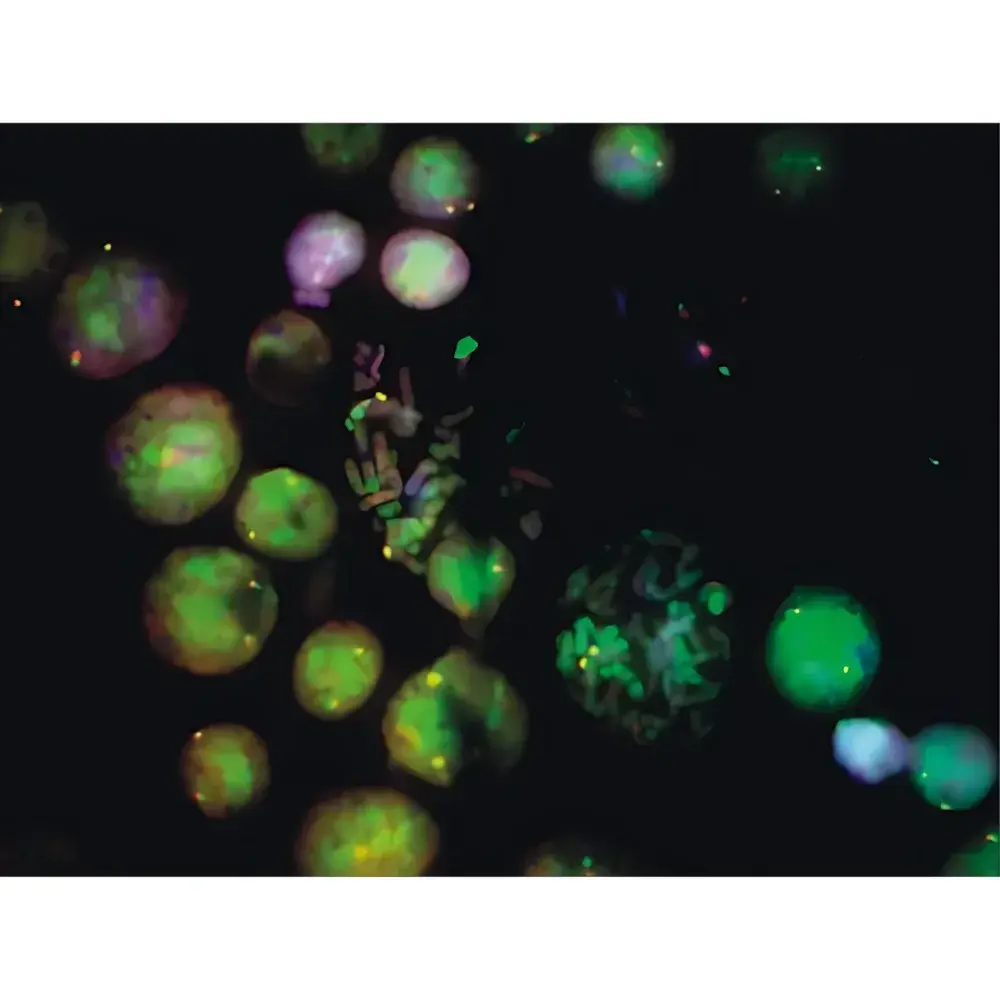 Lei-Tech LK-53 Research-Grade Upright Biological Fluorescence Microscope