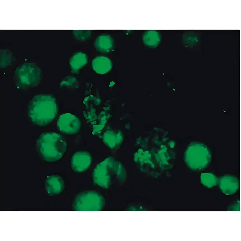 Lei-Tech LK-53 Research-Grade Upright Biological Fluorescence Microscope