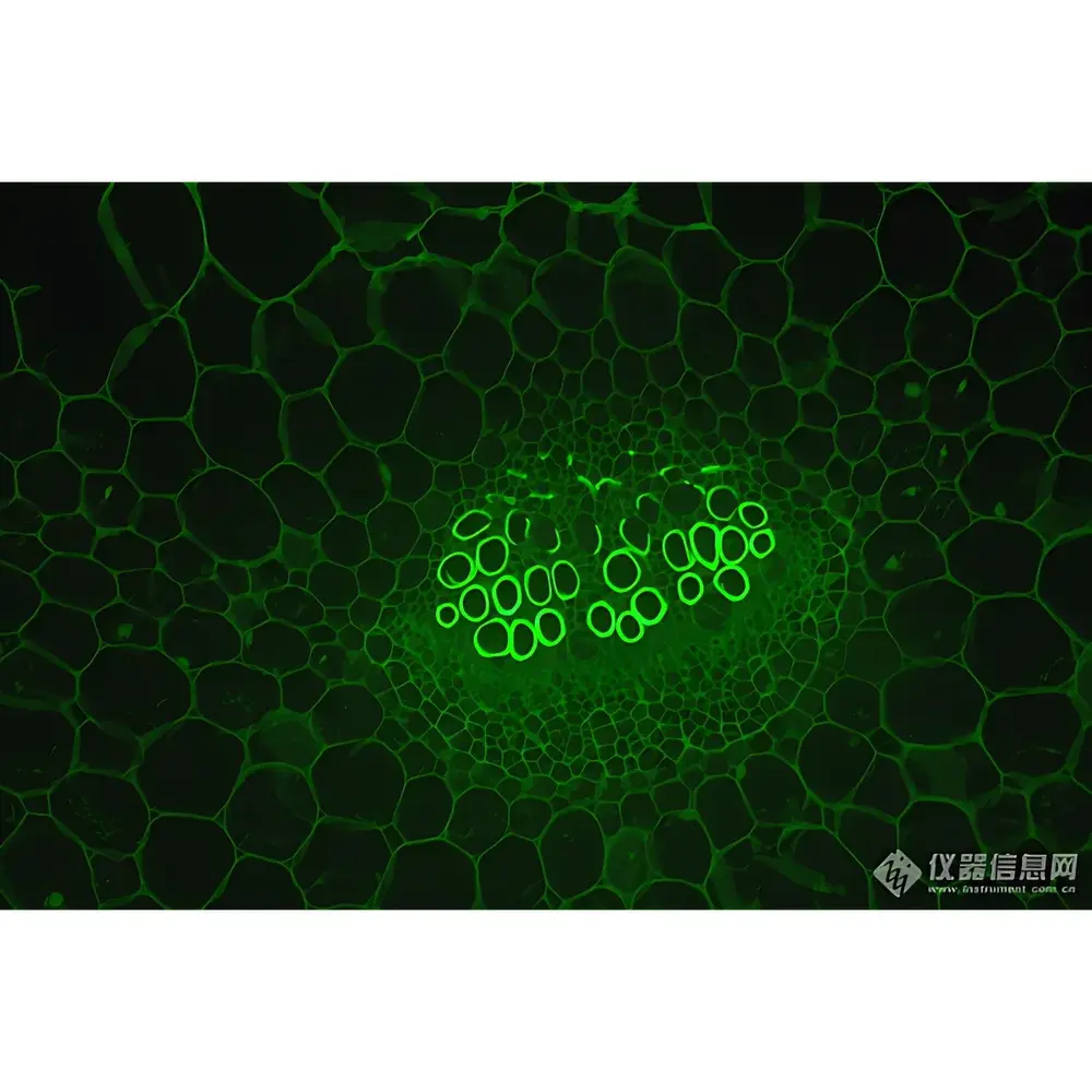 LEI-TECH LK-YG91 Research-Grade Inverted Fluorescence Microscope
